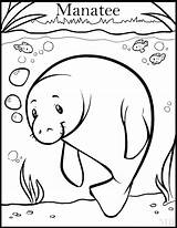 Manatee Coloring Page At GetColoringscom  Free Printable Colorings sketch template