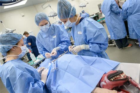 UF students advance surgery skills using synthetic cadavers » The Veterinary Page - College of ...