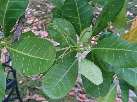 Cashew Trees @ Cashew Heights - Do we actually have cashew trees in our estate