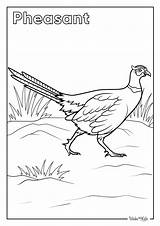 Pheasant Coloring Pages Free Printable PDFs  WakeTheKids sketch template