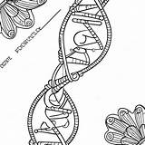 Dna Double Helix Coloring Page 29275 23131 sketch template