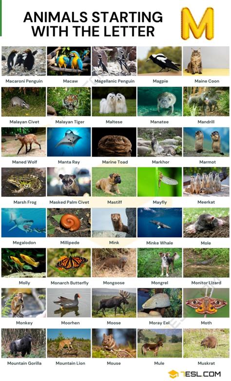 178 Animals that Start with M in English • 7ESL