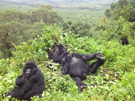 Virunga is saved but Africa's wildlife is being encircled sliver by ...