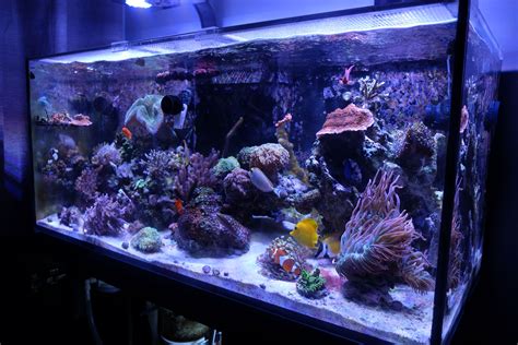 Pin on ReefingwithO's Saltwater & Reef Tank Group