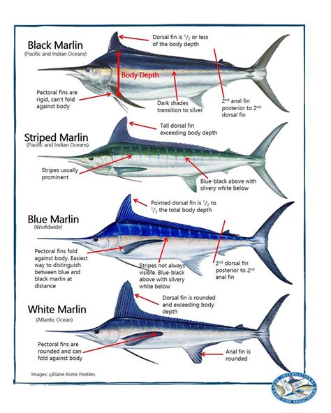 Top 10 blue marlin fish ideas and inspiration