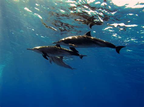 The spinner dolphin - TOPDIVE