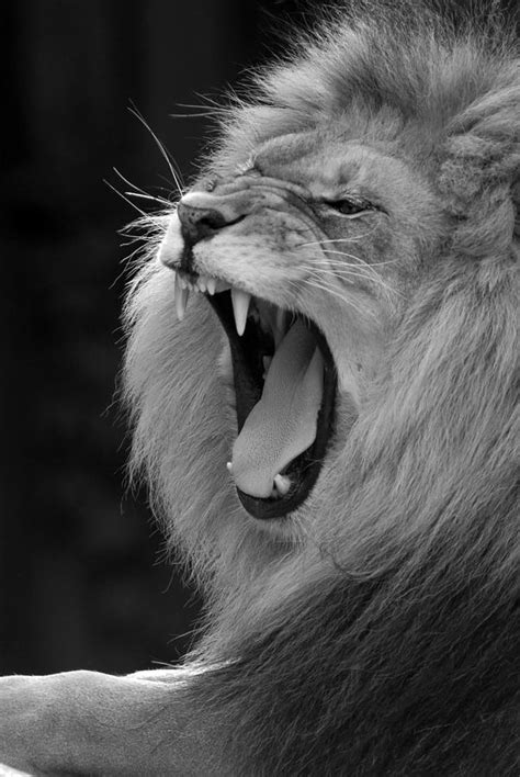 Lion Roar Black And White Photograph by Clint Buhler