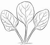 Drawing Of Spinach coloring Page  Download Print Or Color Online For Free sketch template