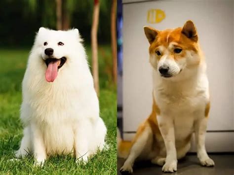 Shiba Inu Samoyed Mix- Physical Look, Lifespan and Temperament