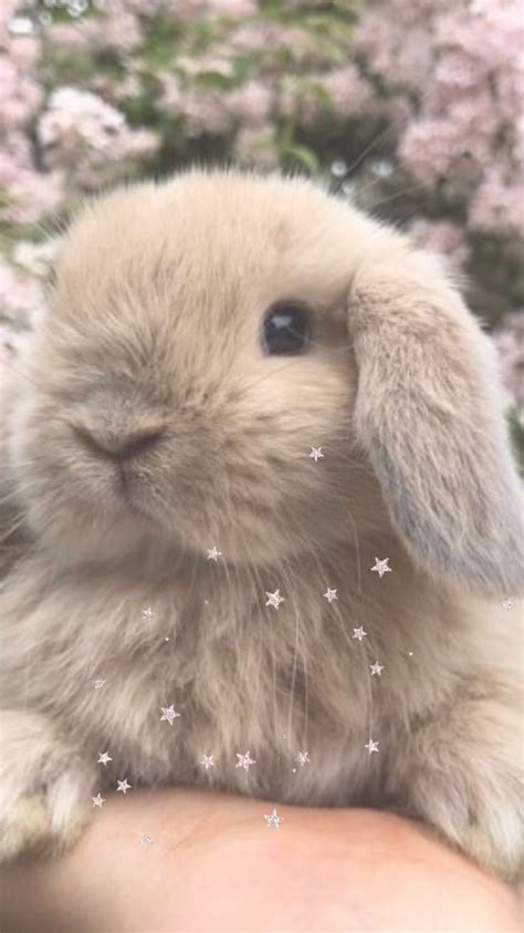 Fluffy Bunny Wallpapers - Wallpaper Cave