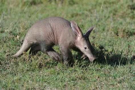 Aardvark (Orycteropus Afer) - Lifestyle, Diet, and More - Wildlife Explained