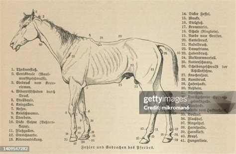 Ear Anatomy Illustration Photos and Premium High Res Pictures - Getty Images