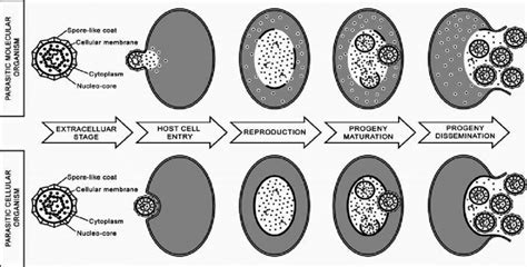 Comparison of the life cycle of a generic intracellular parasite that ...