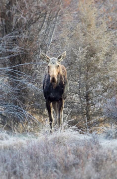 Western Montana Wildlife Viewing | Wildlife, Rock creek, Bull