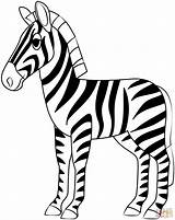 Zebra coloring page  Free Printable Coloring Pages sketch template