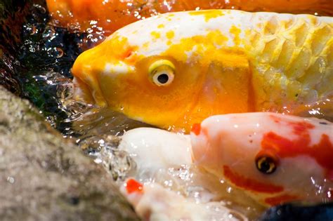 Yellow Koi fish sticking head out of the water - Creative Commons Bilder