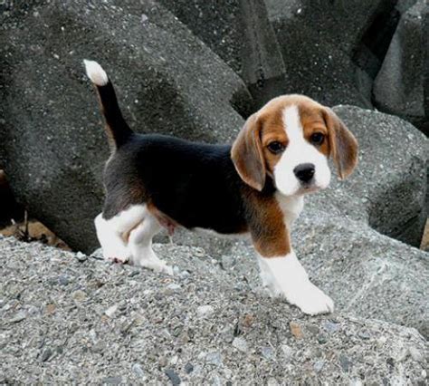 What perfect markings….especially the white tip tail :) - Dog Fancast