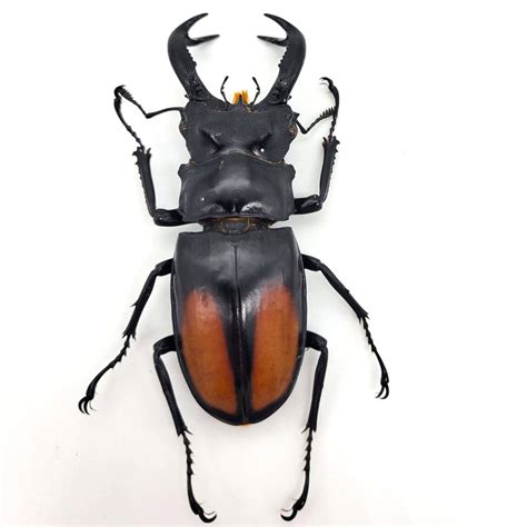 Fighting Giant Stag Beetle / Real Giant Stag Beetle / Hexarthrius Parryi Male - Etsy