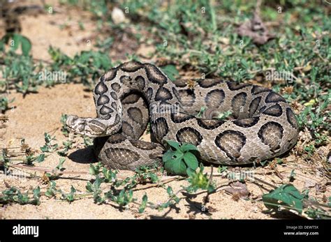 Russell´s Viper (Vipera russellii Stock Photo - Alamy