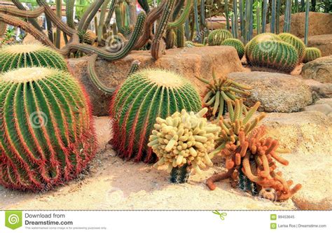 Exotic Giant Cactus in the Garden Stock Image - Image of barrel, color ...