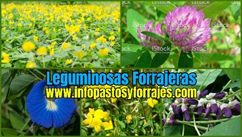 Las leguminosas forrajeras, Morfologia e Importancia