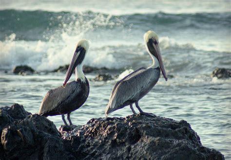 Wallpaper : pelican, bird, seabird, beak, sea, shore, pelecaniformes, ocean, water, coast, sky ...