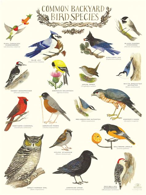 "Common Backyard Bird Species" Infographic Poster by Diana Sudyka ...