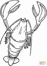 Lobster coloring Page  Free Printable Coloring Pages sketch template