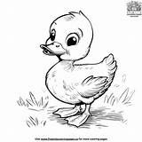 Adorable Duckling Coloring Pages For Kids sketch template