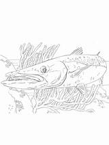 Great Barracuda coloring Page sketch template
