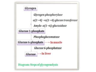 Glycogenolysis pathway and its regulation a detailed study. | PPT