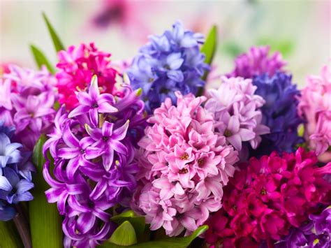 Learn How To Plant And Care For Hyacinth Bulbs