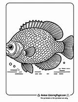 🐠 Fish Coloring Pages Free Ocean Fun sketch template