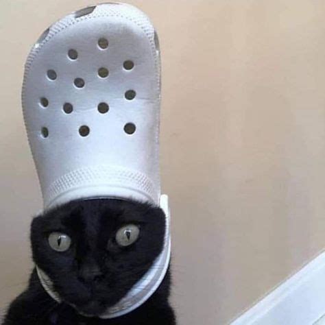 22 CATS WITH CROCS ideas | cats, funny animals, crocs