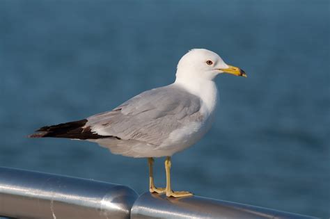 File:Seagull 6037.jpg - Wikimedia Commons