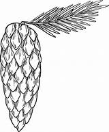 Pine Cone coloring Page  ColouringPages sketch template