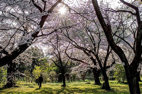 Everything to Know About Japan's Cherry Blossom Festivals