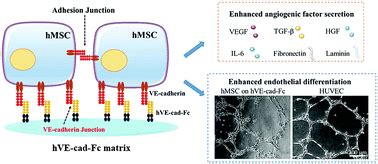 VE-cadherin-based matrix promoting the self-reconstruction of pro-vascularization ...