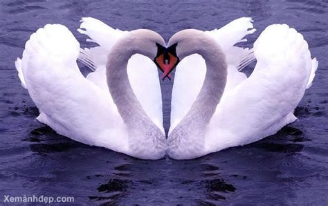 swan pair forming a heart - Birds Photo (36100437) - Fanpop