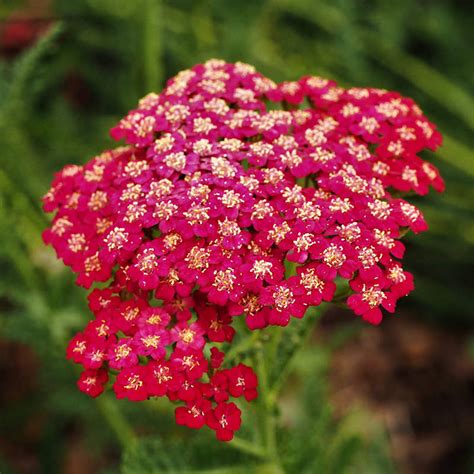 Bachelor's Buttons: The Best Companion Plants For A Beautiful And ...