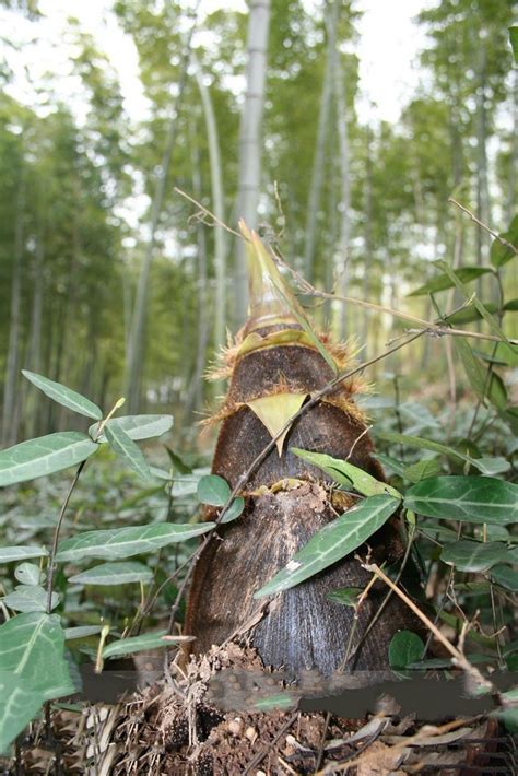 China Moso Bamboo Shoots Tasty Vegetable 30 Seeds / Pack Perennial ...