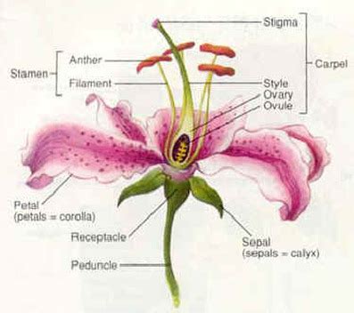 Structures/functions of a flower - Biology 11