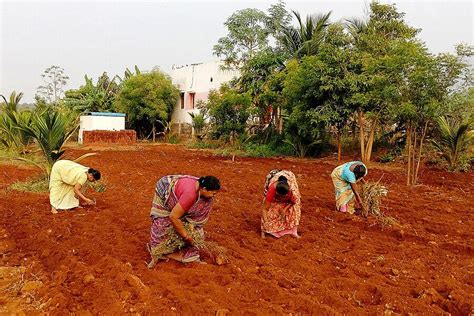 In India, an ancient grain is revived for the modern era | Ancient grains, Female farmer, Revival