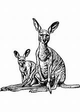 Mother Kangaroo And Baby Coloring Page · Creative Fabrica sketch template