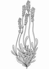 Lavender coloring Page  Free Printable Coloring Pages sketch template