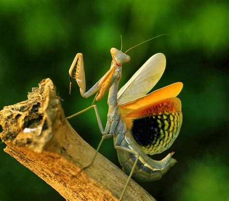 Mantis (Dictyoptera - Mantidae). How to differentiate? (Example photo Iris oratoria) - First ...