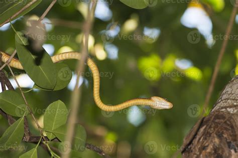 Indonesian Snake on a Tree 20177517 Stock Photo at Vecteezy