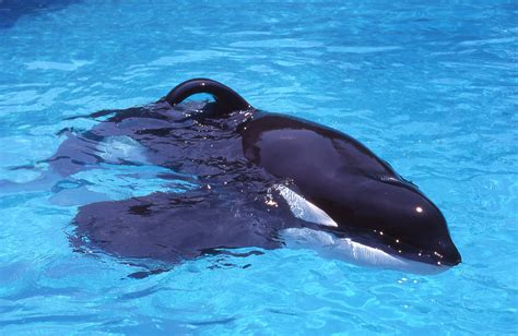 Orca Tokitae's Autopsy Reveals Official Cause of Death - Newsweek