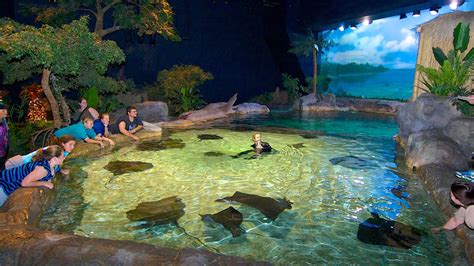 Ripley's Aquarium in Myrtle Beach, South Carolina | Expedia