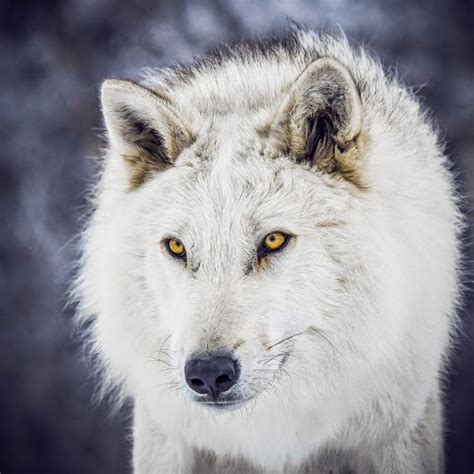 white wolf with yellow eyes - Cerca con Google | Arctic wolf, Wolf dog, Wolf love